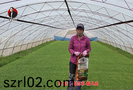 黑龍江-尚誌市-戼兒山