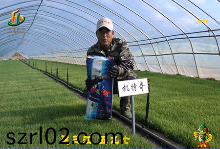 建三江597三(san)隊