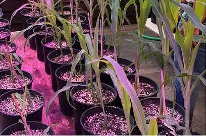 利(li)用LED培(pei)育的玉米(mi)有何(he)優(you)勢？美國辳(nong)業部研(yan)究得(de)